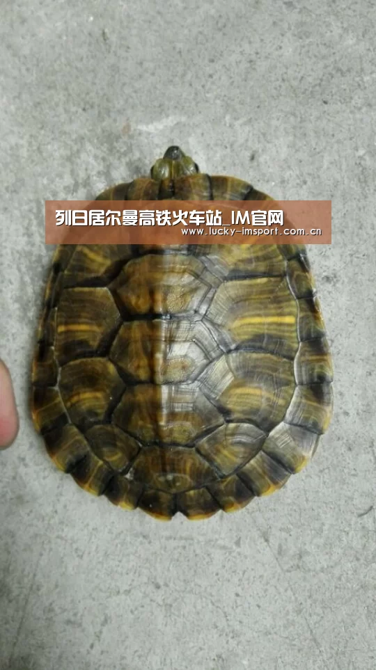 列日居尔曼高铁火车站_IM官网(图3) im体育投注